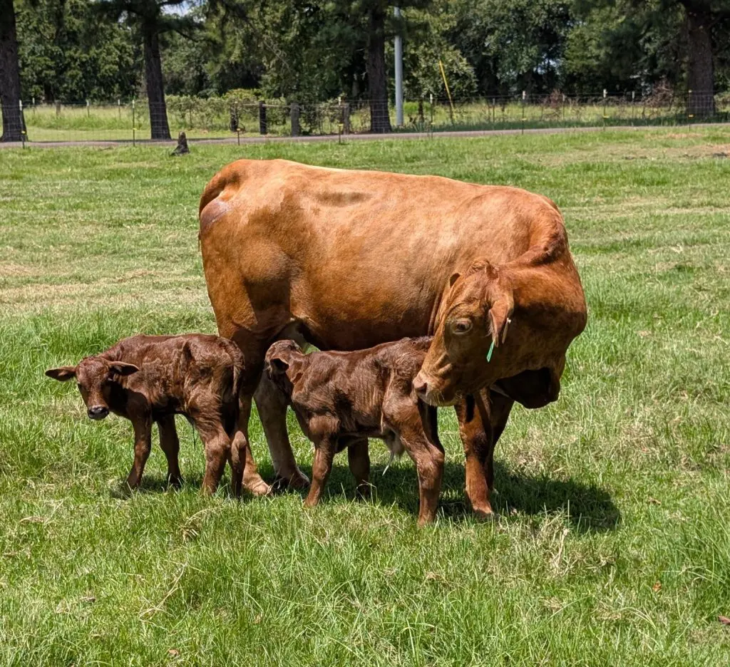 Leon County Meat LLC - meat delivery service