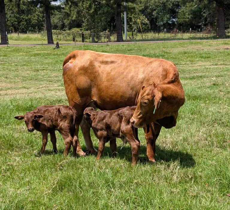 Leon County Meat LLC - family farm beef