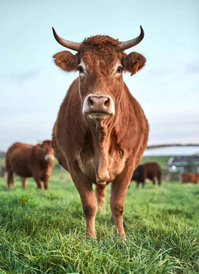 Leon County Meat LLC - family farm beef