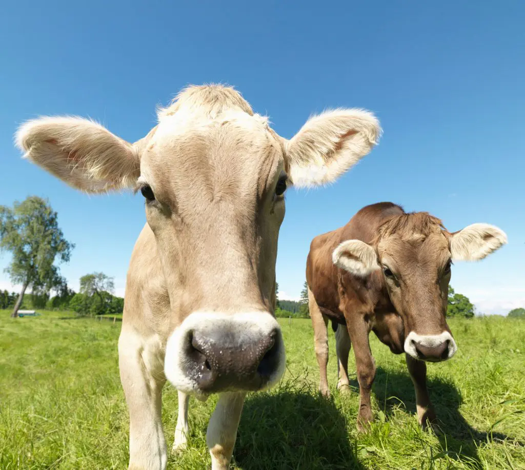 Leon County Meat LLC - family farm beef