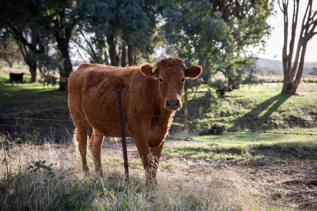 Leon County Meat LLC - local meat