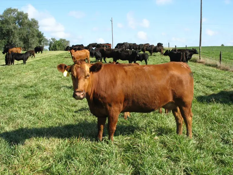 Leon County Meat LLC - family farm beef